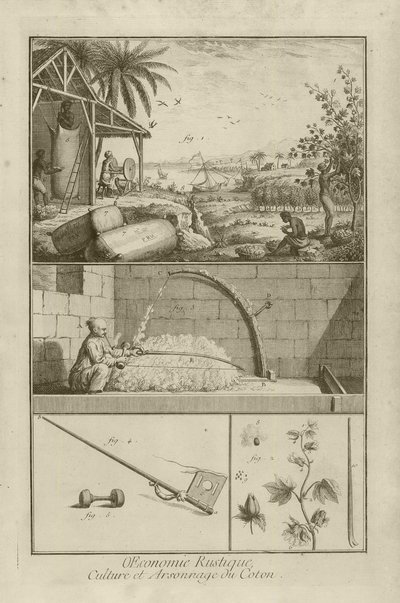 Cotton Field in America; Threshing with a Bow; Cotton Plant, 1762 by Denis Diderot